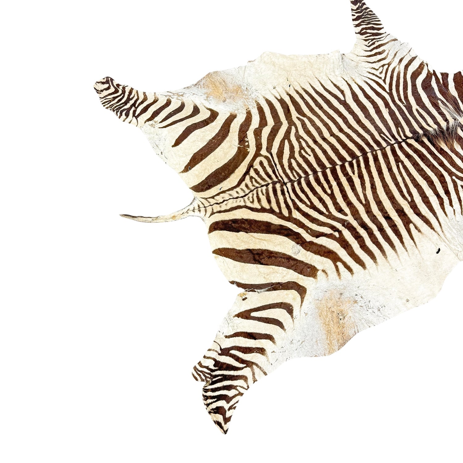 Vintage Authentic Zebra Hide Rug