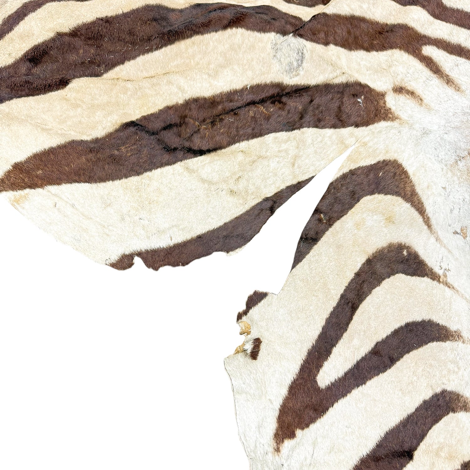Vintage Authentic Zebra Hide Rug