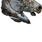Antique zinc horse head trade sign