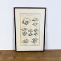 Vintage ingelijste anatomische illustratie van halswervels