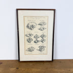 Vintage ingelijste anatomische illustratie van halswervels