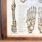 Set van 2 vintage Duitse anatomische orthopedische voetposters
